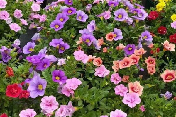 舞春花凋谢后怎么处理,开败的残花、徒长枝等枝叶都要剪除