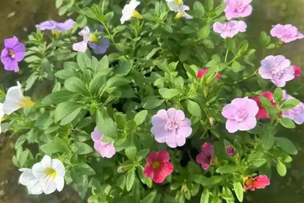 舞春花凋谢后怎么处理,开败的残花、徒长枝等枝叶都要剪除