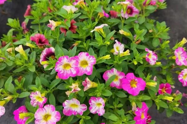 舞春花凋谢后怎么处理,开败的残花、徒长枝等枝叶都要剪除