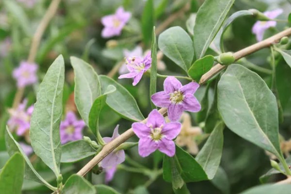 枸杞蜂蜜的价格,零售价为50-80元左右每斤