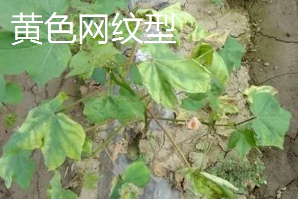 棉花枯萎病怎么防治,发病初期喷施福美双等药剂