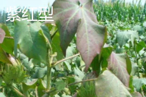 棉花枯萎病怎么防治,发病初期喷施福美双等药剂
