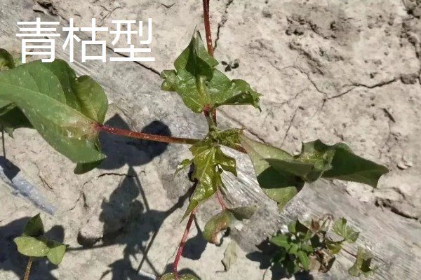 棉花枯萎病怎么防治,发病初期喷施福美双等药剂