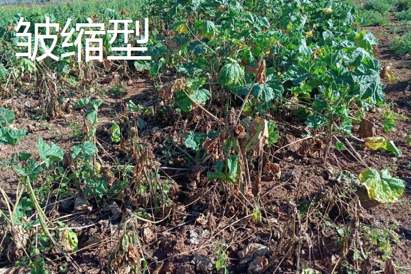 棉花枯萎病怎么防治,发病初期喷施福美双等药剂