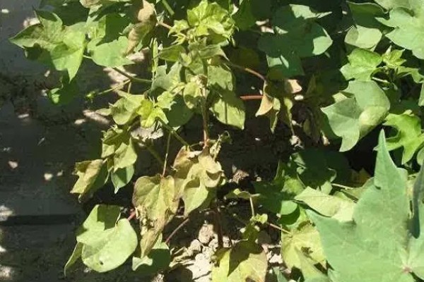 棉花枯萎病怎么防治,发病初期喷施福美双等药剂