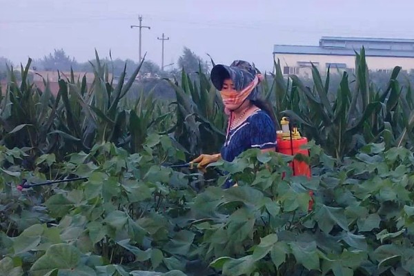 棉花枯萎病怎么防治,发病初期喷施福美双等药剂