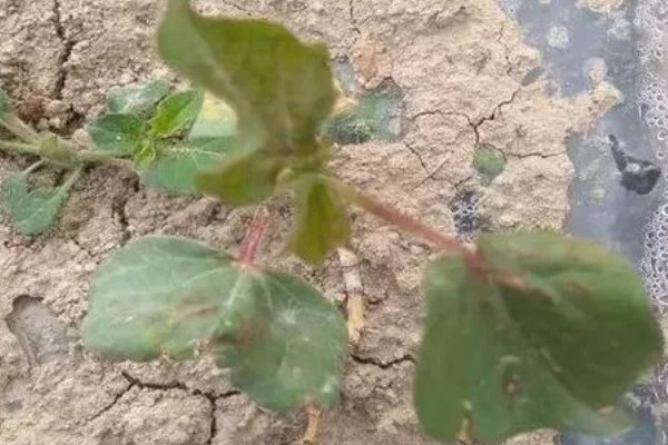 棉花枯萎病怎么防治,发病初期喷施福美双等药剂