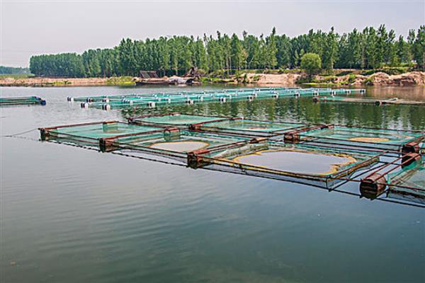 三伏天怎么管理池塘,水深要保持在1.8-2米