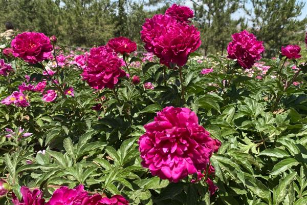 和林芍药花何时开放,一般是5月底至6月份