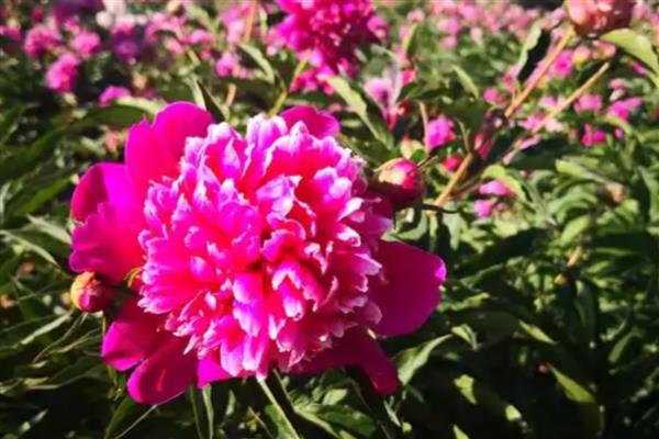 和林芍药花何时开放,一般是5月底至6月份
