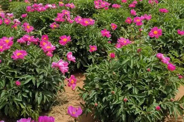 和林芍药花何时开放,一般是5月底至6月份