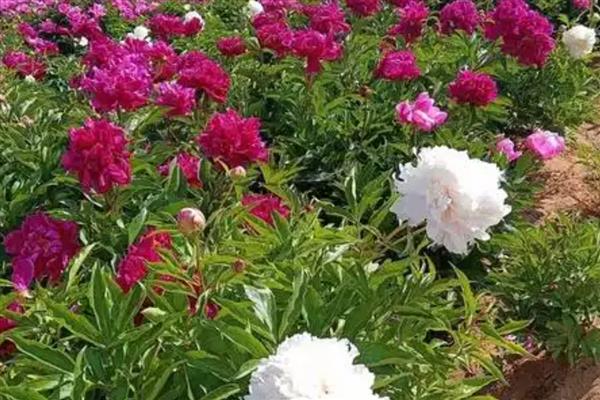 和林芍药花何时开放,一般是5月底至6月份