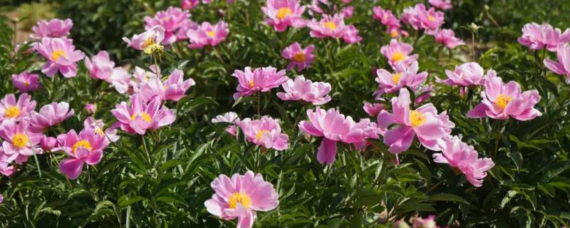 和林芍药花何时开放，一般是5月底至6月份