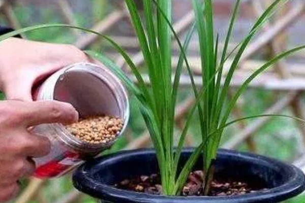 兰花如何施肥,生长阶段每隔1周施一次