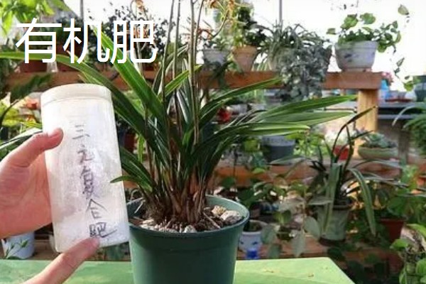 兰花如何施肥,生长阶段每隔1周施一次