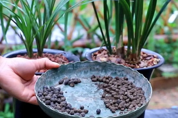 兰花如何施肥,生长阶段每隔1周施一次