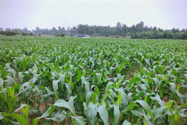 晋阳2号玉米种的特征特性,出籽率为83.9%
