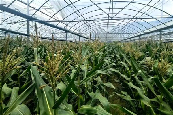 晋阳2号玉米种的特征特性,出籽率为83.9%