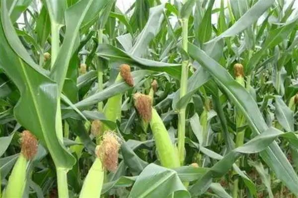 晋阳2号玉米种的特征特性,出籽率为83.9%