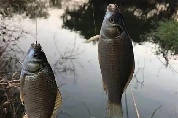 夏天钓鲫鱼是不是钓远,白天鲫鱼会在远离岸边的地方避暑