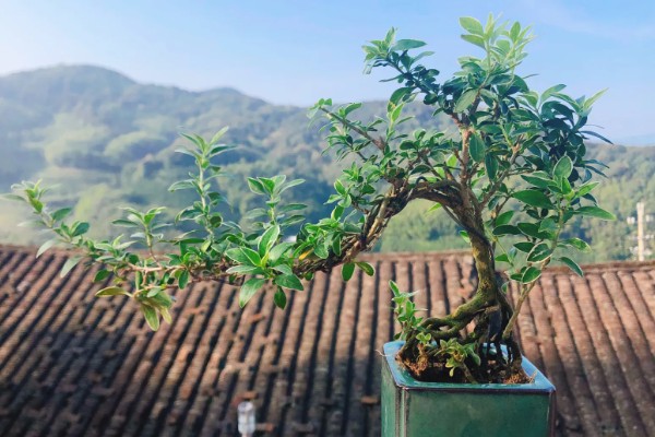 金边六月雪的管理方法,生长季节追肥2-3次