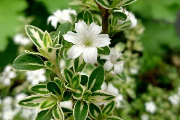 金边六月雪的管理方法,生长季节追肥2-3次
