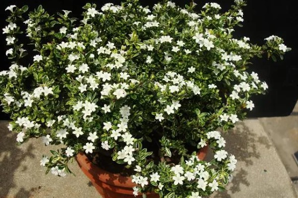 金边六月雪的管理方法,生长季节追肥2-3次