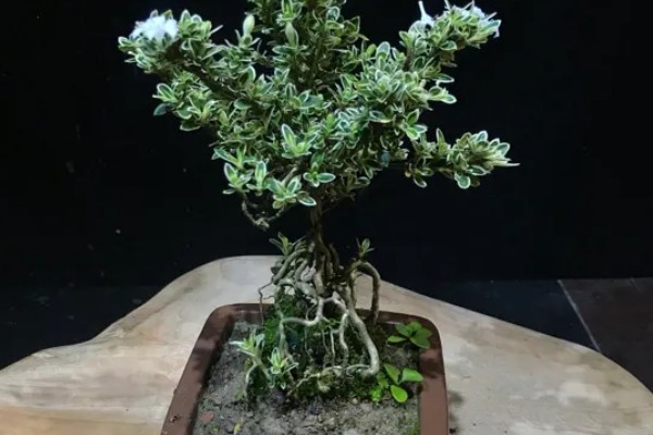 金边六月雪的管理方法,生长季节追肥2-3次