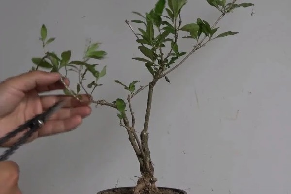 金边六月雪的管理方法,生长季节追肥2-3次