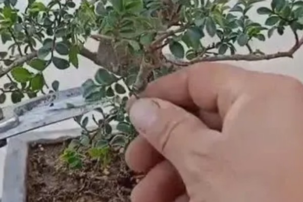 金边六月雪的管理方法,生长季节追肥2-3次
