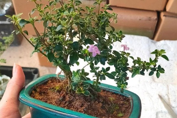 金边六月雪的管理方法,生长季节追肥2-3次