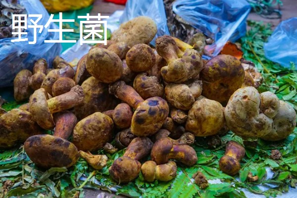 云南的优质土特产有哪些,普洱茶会随着时间逐渐升值