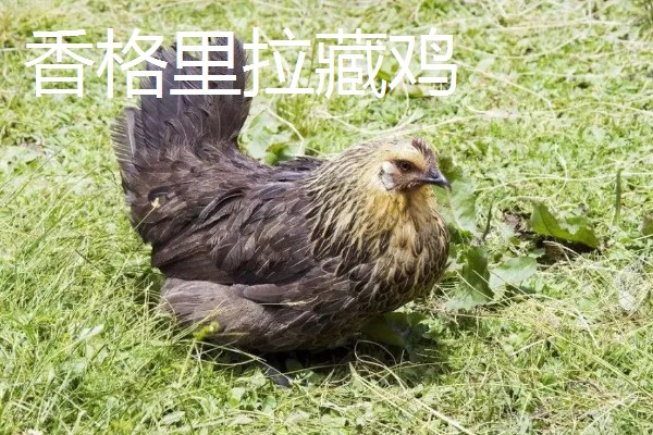云南的优质土特产有哪些,普洱茶会随着时间逐渐升值