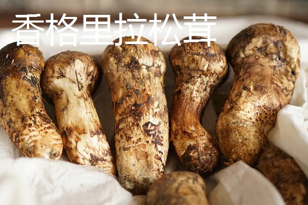云南的优质土特产有哪些,普洱茶会随着时间逐渐升值