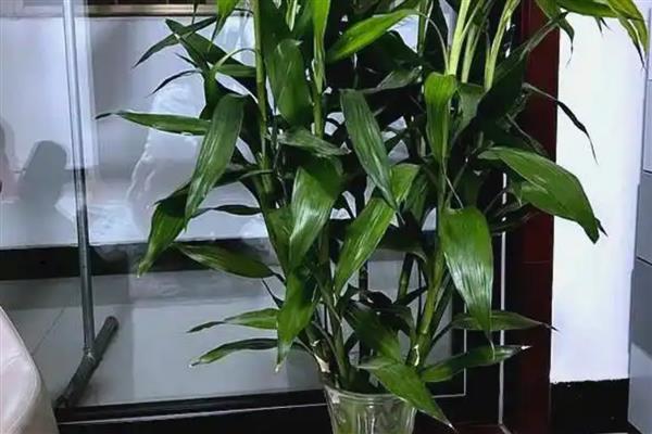 常见的水培花卉,有风信子、富贵竹等品种