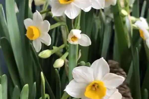 常见的水培花卉,有风信子、富贵竹等品种