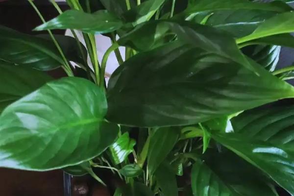常见的水培花卉,有风信子、富贵竹等品种