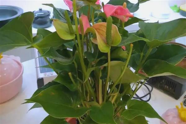 常见的水培花卉,有风信子、富贵竹等品种