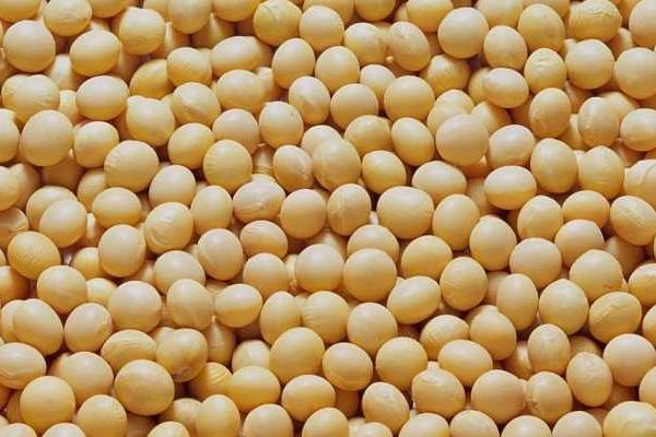 齐农60大豆种子特点,选择中等以上肥力地块