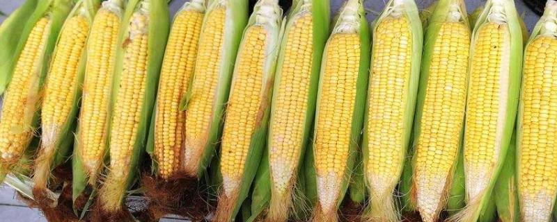 龙育391玉米种子特点，高抗至抗镰孢穗腐病