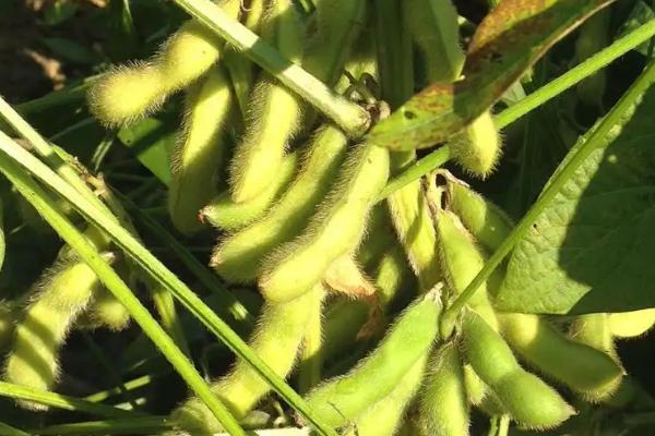 合农241大豆种子特点,该品种为亚有限结荚习性