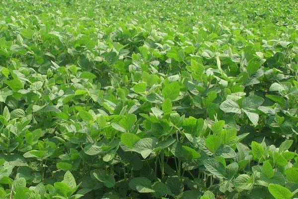 合农83大豆品种简介,选择中等以上肥力地块种植
