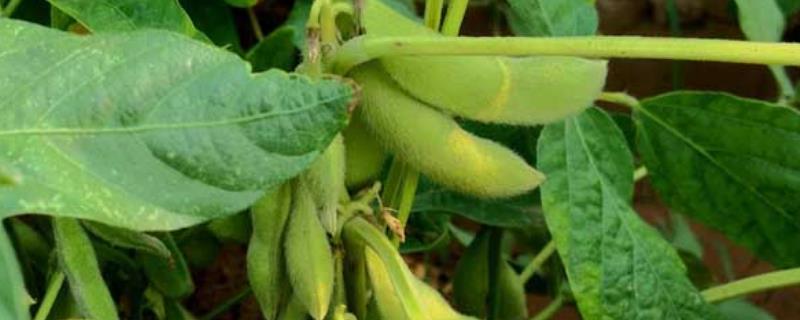 东生46大豆品种简介，普通大豆品种
