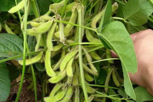 合农241大豆种子特点,该品种为亚有限结荚习性