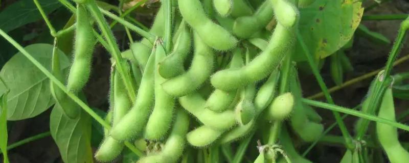 东农青贮豆1号大豆种子简介，该品种为无限结荚习性