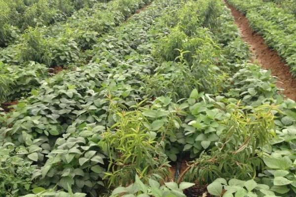 龙达12大豆品种简介,该品种为亚有限结荚习性