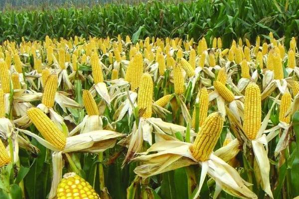 申科雪甜516玉米种子简介,密度3500株/亩左右