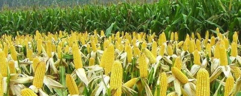 富民1433玉米种子简介，适宜播种期4月下旬至5月上旬