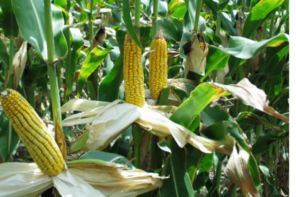 德邦7619玉米种子简介,种植密度不宜过大