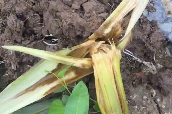 金糯243玉米种子特点,种植密度每亩3500株